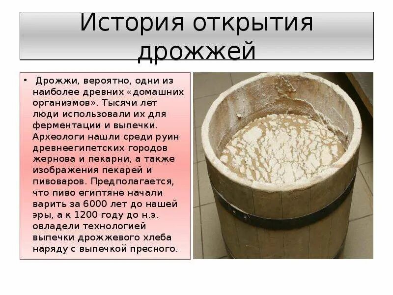 Где могут обитать дрожжи. Где могут обитать дрожжи. Разновидности хлебопекарных дрожжей. Дрожжи грибы. Где могут обитать дрожжи.