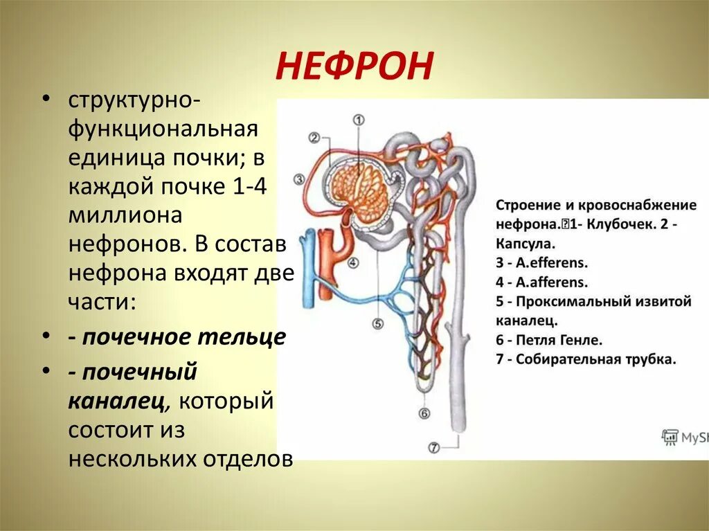 В каком слое находится нефрон. Канальцы нефрона 4. Структурный элемент почки нефрон. Части нефрона канальцы. Части нефрона почечное тельце.