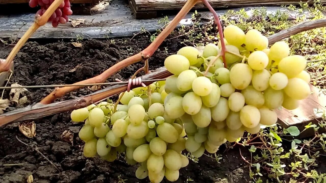 Памяти шатиловой виноград. Виноград Мускат Диевский. Виноград Мускат Катунский. Виноград Мускат белый сверхранний. Сорт винограда Мускат белый.