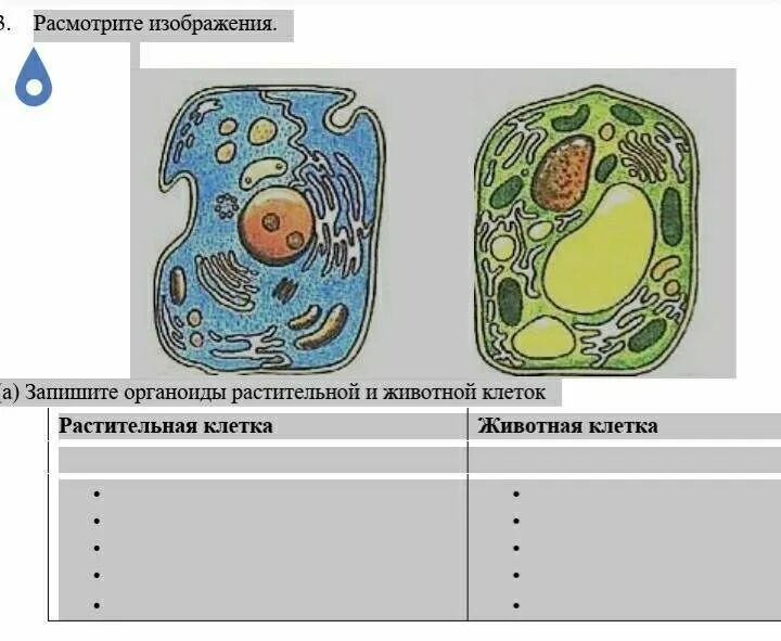 Растительная клетка название органоидов. Органоиды животной и растительной клетки. Растительная и животная клетка рисунок. Органоиды растительной клет. Строение растительной клетки органоиды.