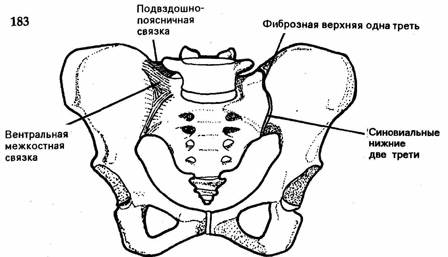 Строение крестцово-подвздошного сустава. Строение крестцово подвздошного сочленения. Подвздошно поясничная связка. Поясничного отдела позвоночника и крестцово-подвздошных сочленений. Крестец подвздошная кость