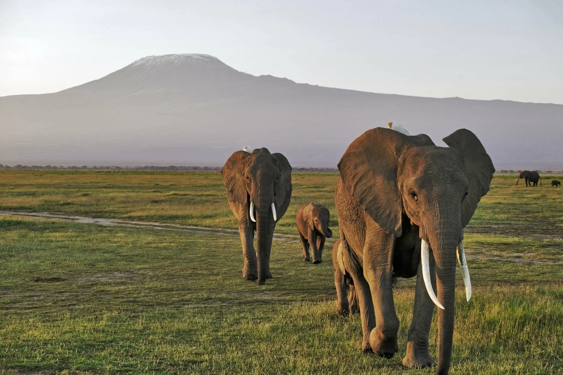 Father elephant. Кения Килиманджаро животные. Amboseli National Park. Жирафы Кения Килиманджаро.