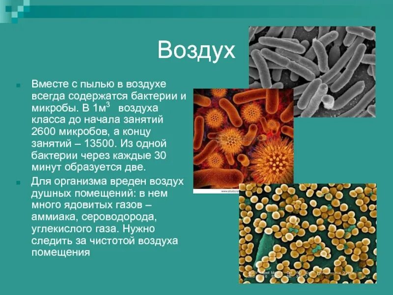 Бактерии сообщение кратко. Образ жизни бактерий. Доклад про микробы 3 класс. Бактерии доклад 3 класс. Сообщение о бактериях 3 класс.