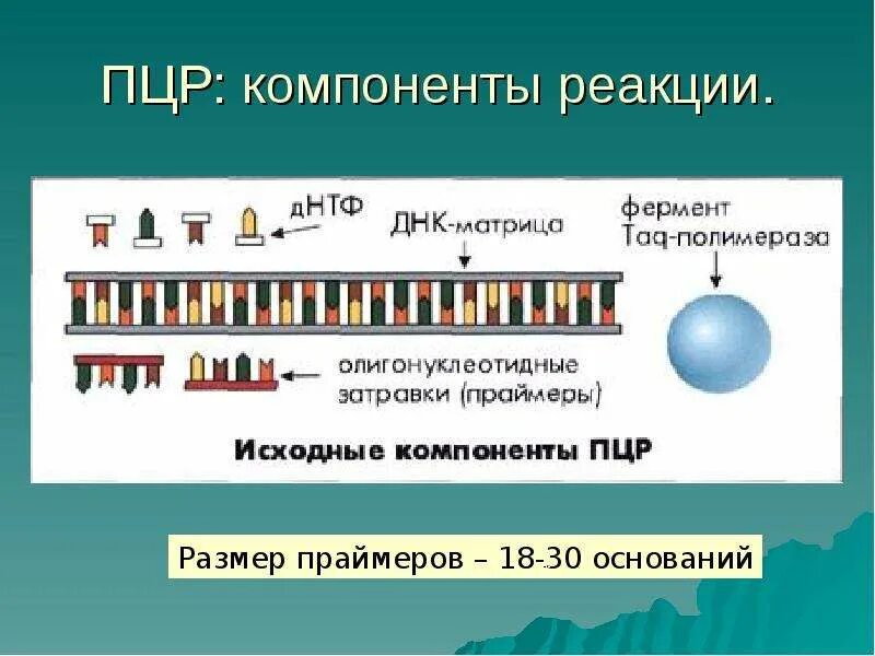 Полимеразная цепная реакция результат. Схема полимеразной цепной реакции микробиология. Полимеразная цепная реакция Праймеры. Методика ПЦР. Праймеров ПЦР.