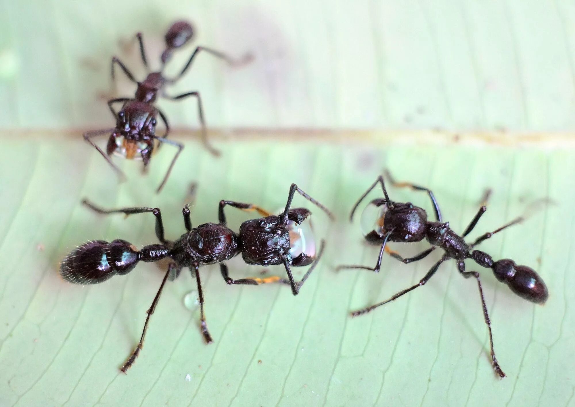 Muravi. Муравей Paraponera clavata. Paraponera clavata укус. Амазонский муравей-пуля. Муравей пуля Муравейник.