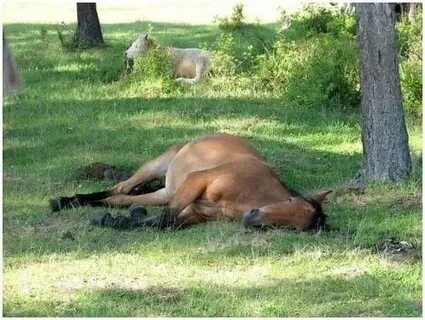 Лошади нападают во сне