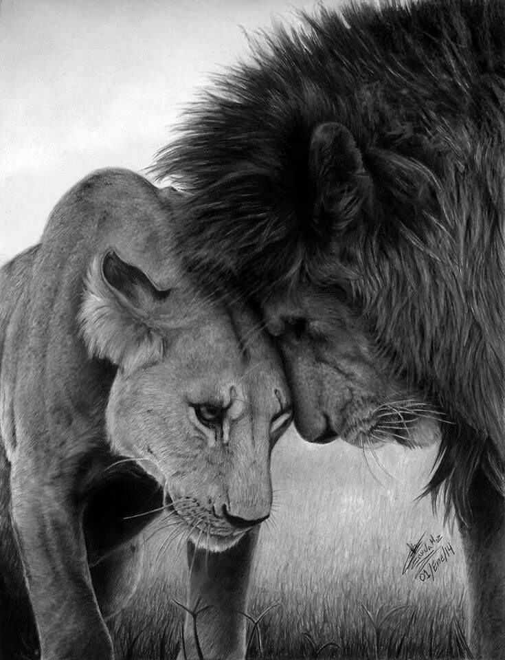 Страстное животное. Лев и львица любовь. Лев львица и Львенок любовь. Лев и львица черно белое. Львы страсть.
