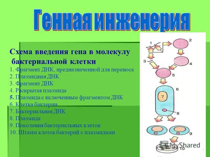 Плазмиды биотехнология. Способы введения Гена в клетку. Введение плазмид в бактериальные клетки. Гены бактерий. Встраивание Гена в клетку микроорганизмов.