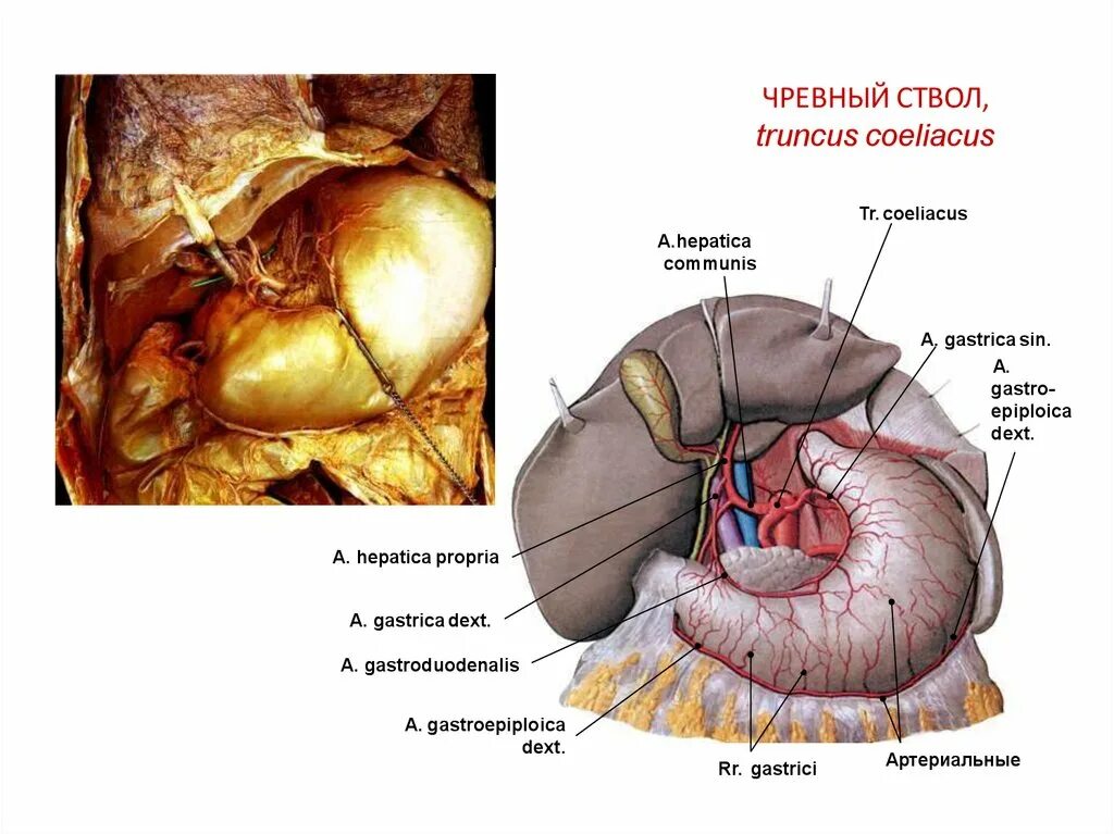 Анатомия чревного ствола кт. Ветви чревного ствола анатомия. Truncus Coeliacus (чревной ствол). Ствол латынь