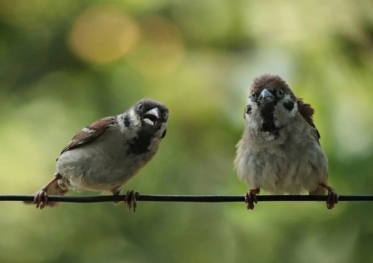 удивленный воробей. жирный воробушек. прикольный воробушек. забавные воробьи. смешной воробей.