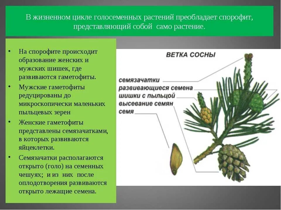 Образование мужской шишки