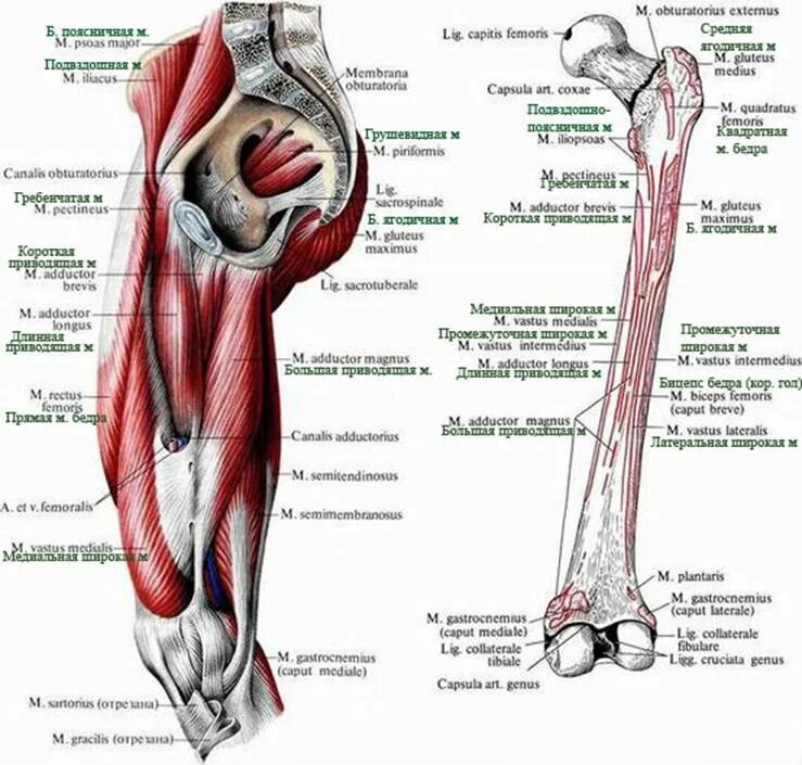Топография мышц бедра. Анатомия тазобедренного сустава мышц и связок. Мышцы участвующие в отведении бедра. Мышцы бедра и тазобедренного сустава.