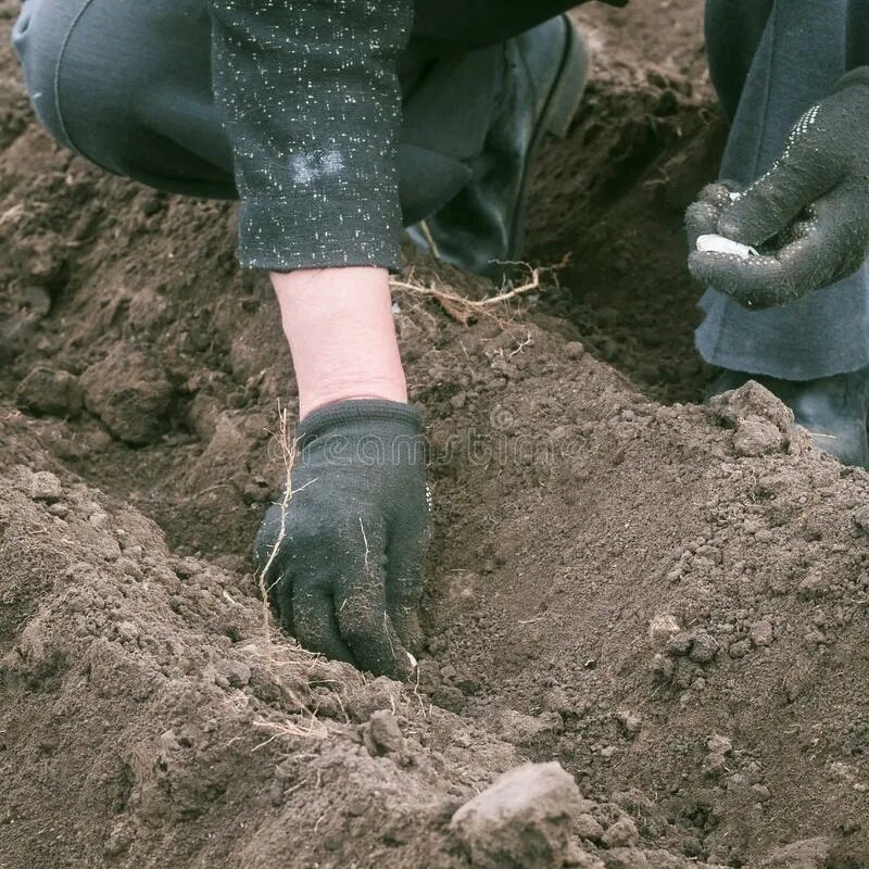 Чем укрыть лук под зиму. Укрытие подзимних посевов. фото чем укрыть чеснок на зиму. накрывают чеснок на зиму перегноем куриный. закладка опытов по удобрениям.