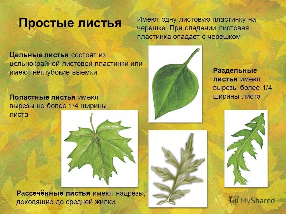 Листья и их значение