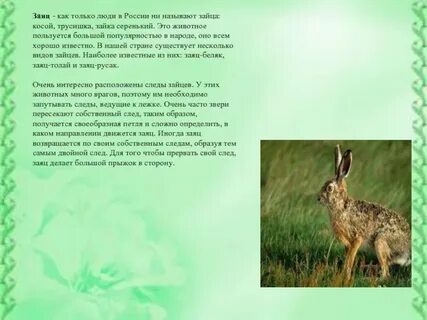Почему зайца называют трусишкой