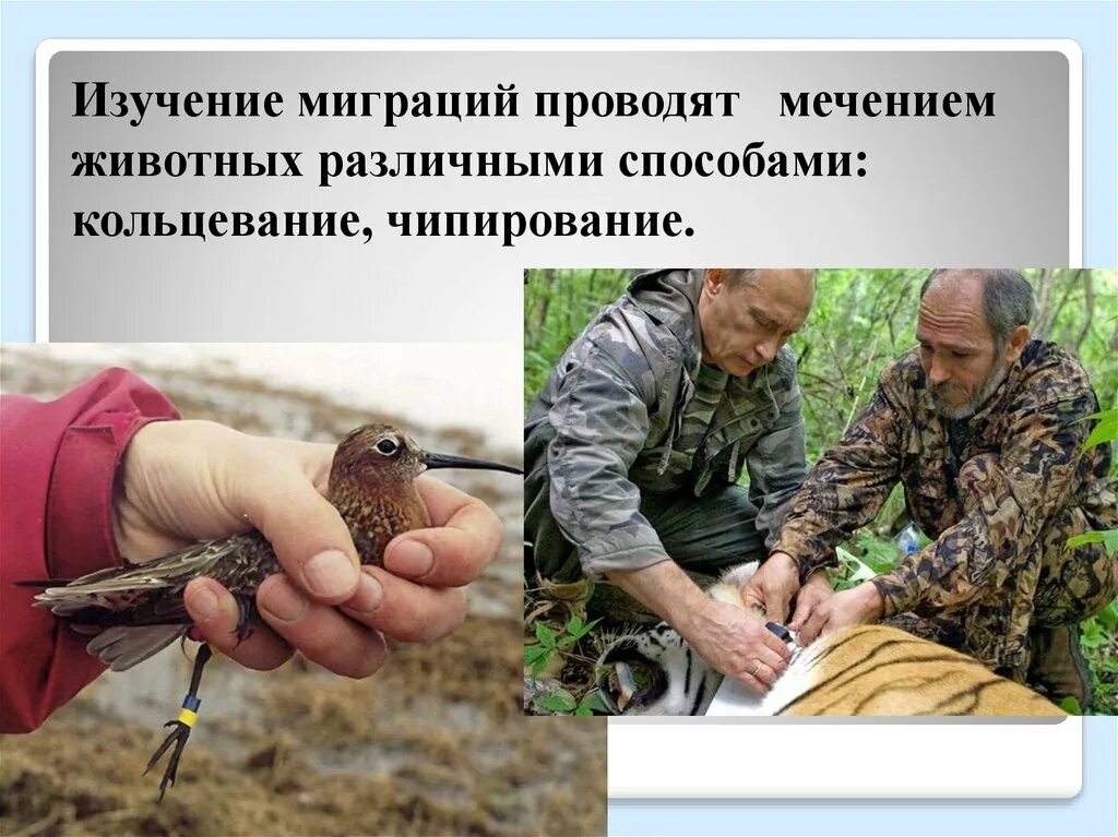 Изучение миграции