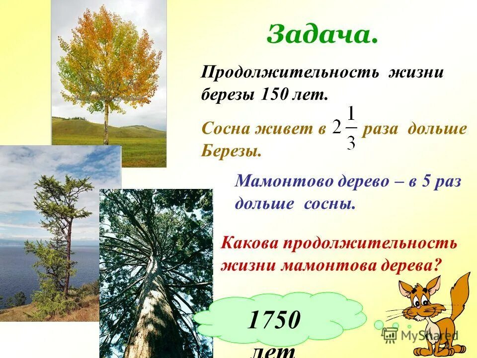 Высота сосны. Сколько лет живёт сосна. Кедр дерево. Сколько проживает сосна. Сколько живет сосна.