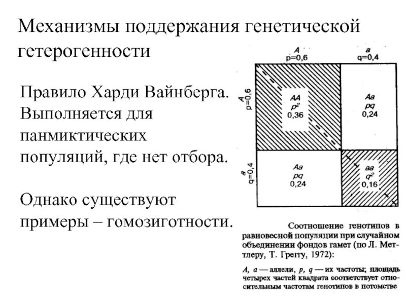 Панмиктическая популяция. Генетическая гететерогенность. Генетическая гетерогенность популяций. Генетическая гетерогенность примеры. Генетическая неоднородность популяции.