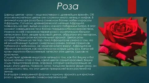 Тест 4 розы