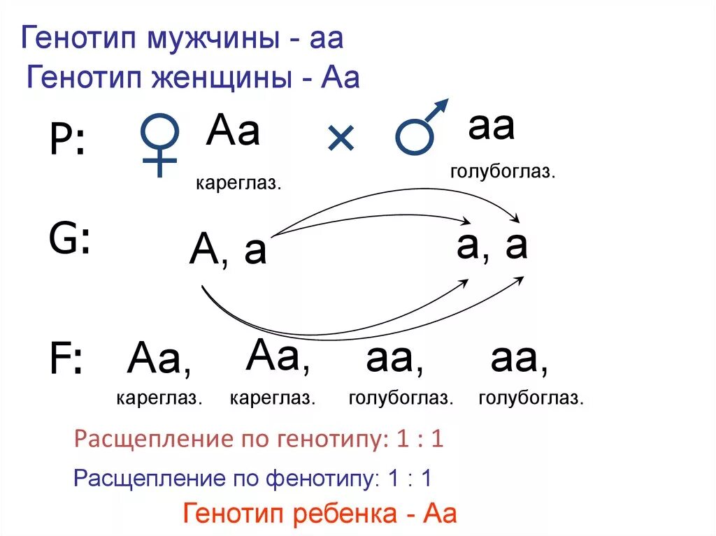 Генотип пример. Генотип и фенотип. Генотип и фенотип примеры. АА АА генотип.