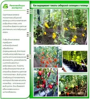 Томаты для грунта в сибири