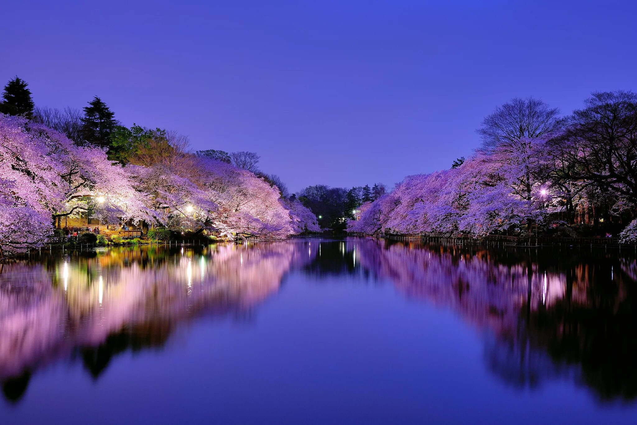 Национальный Приморский парк Хитачи, Япония. Япония парки пруд Osaka. Япония озеро Сакура. Sakura валлпаперс.