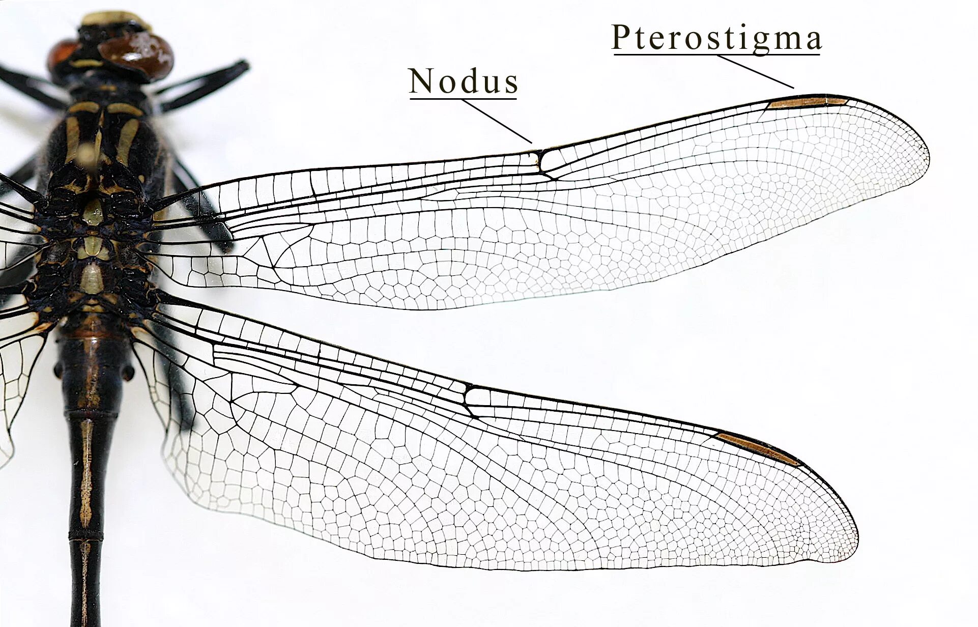 Крылья мухи схема. Птеростигма у стрекоз. Перепончатокрылые строение крыльев. Строение крыла перепончатокрылых. Перепончатокрылые Стрекозы.