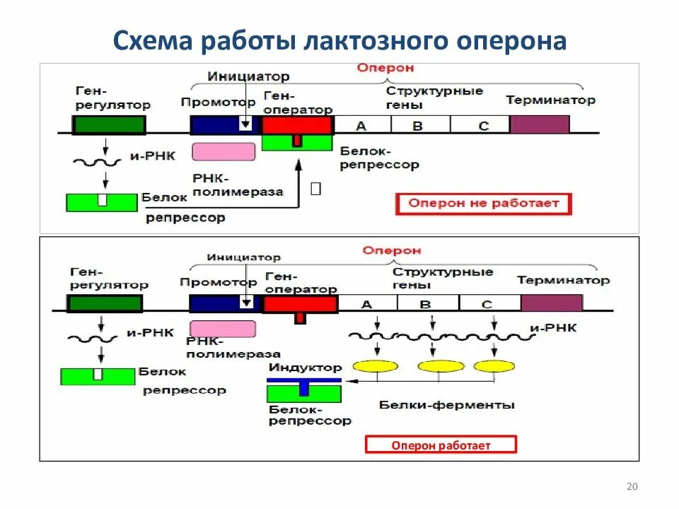 Экспрессия прокариот