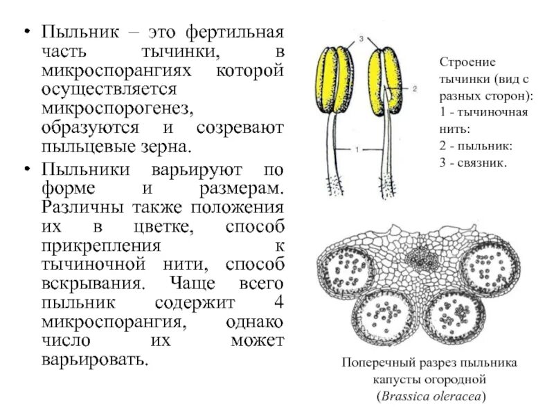 Пыльца формируется в тычинках. Пыльца формируется в тычинках