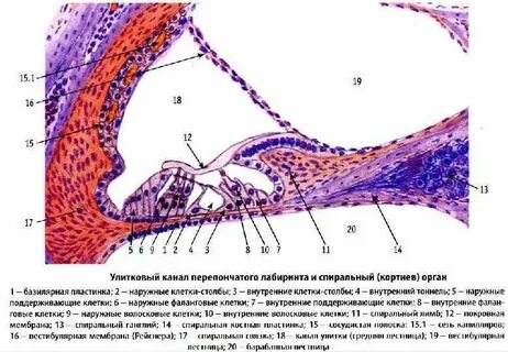 Волосковые клетки кортиева