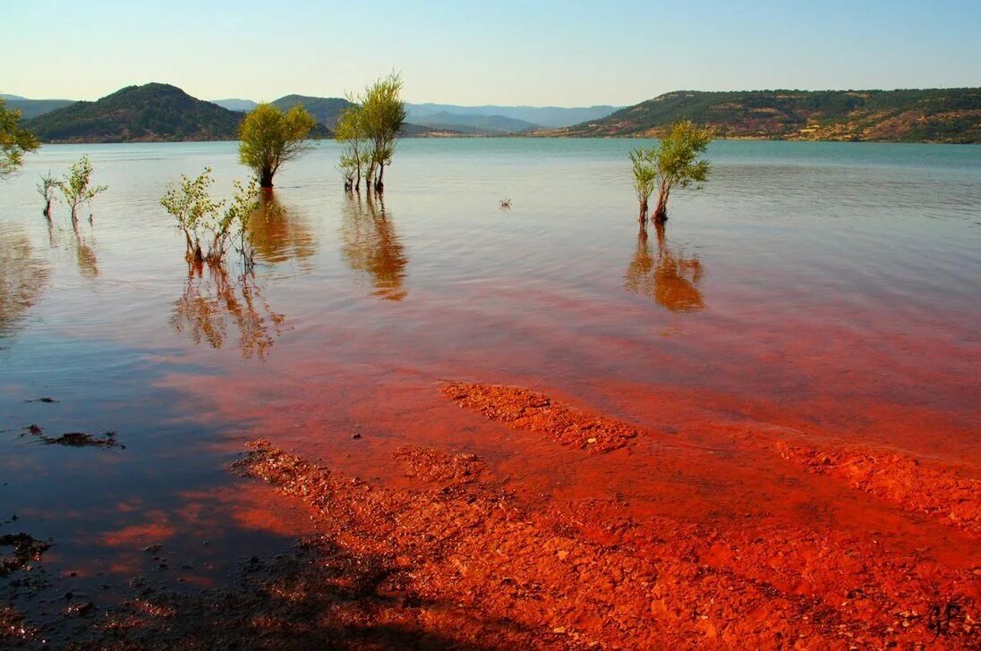 Почему вода стала красной. Дуналиелла солоноводная водоросли. Море красного цвета. Почему вода стала красной. Динофлагелляты красный прилив.