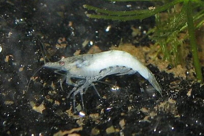 Почему умерли креветки. Почему погибают креветки в аквариуме. Почему умерли креветки. Креветка амано линька. Креветки и в роднике.