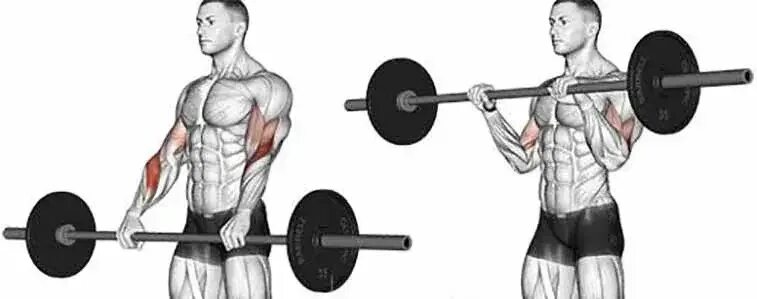Barbell curl
