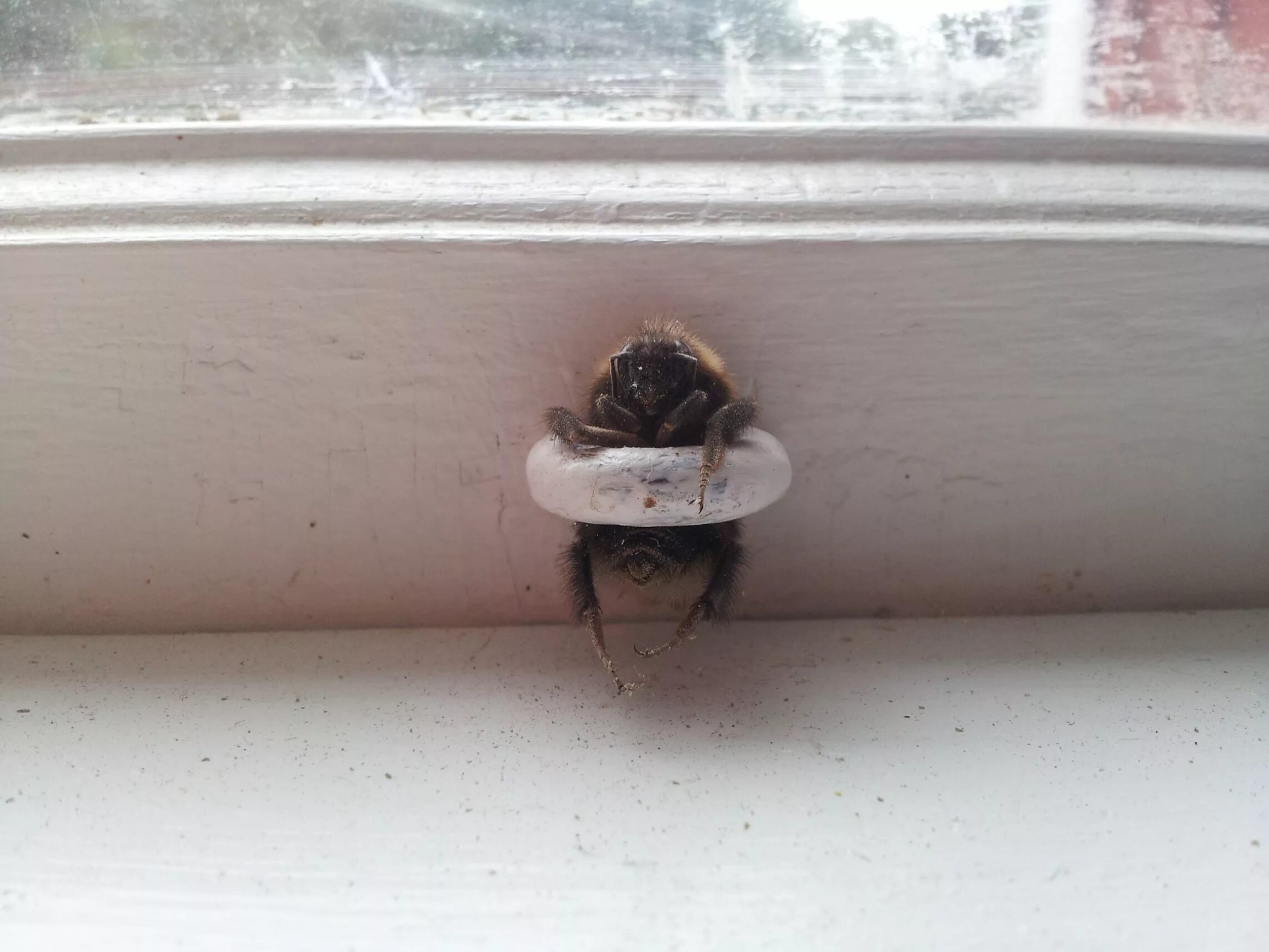 Шмель на окне. Рама оконная с жуком. Шмель на подоконнике. Пчела на окне. Глупая застряла