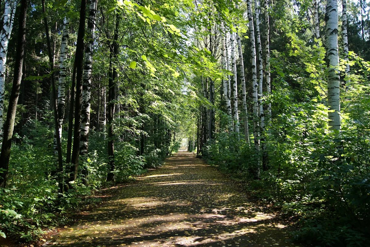 В лесах парка можно встретить. Лесной парк Дружба во Владимире. Парк дружбы в Райчихинске.