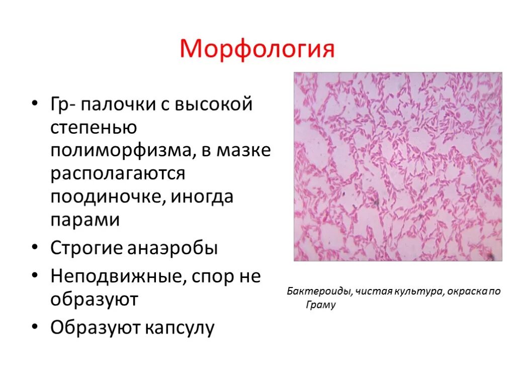 Грамм положительные палочки в мазке