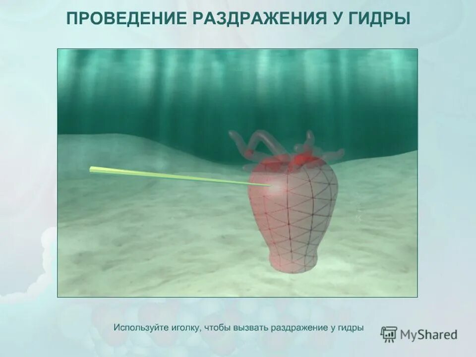 Реакция гидры на раздражение. Раздражение это в биологии. Раздражение гидры. Рефлекс гидры на раздражение. Ответная реакция гидры на раздражение.