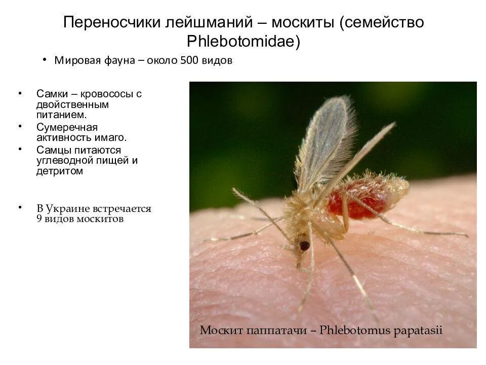 Комары переносчики заболеваний. Москиты Phlebotomidae переносчики. Москиты переносчики лейшманиоза. Лейшманиоз возбудитель переносчик.