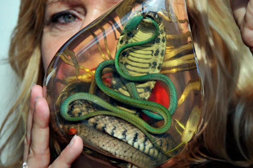 Змеи удав. Что будет со змеей. Змея горлянка. Что будет со змеей. Что будет со змеей.