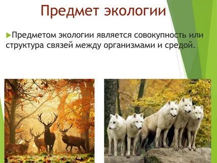 Экологическое описание животного