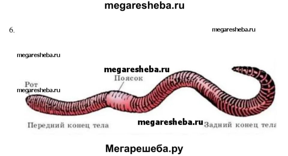 Дождевой червь выполняемая функция