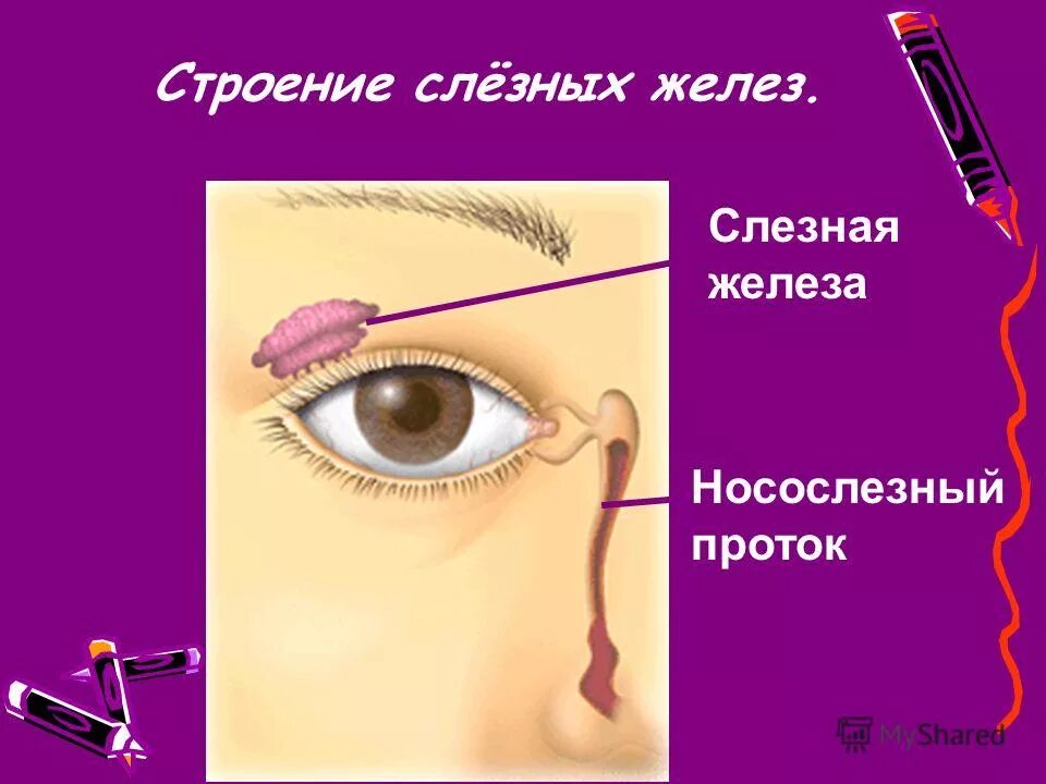 тип слезной железы