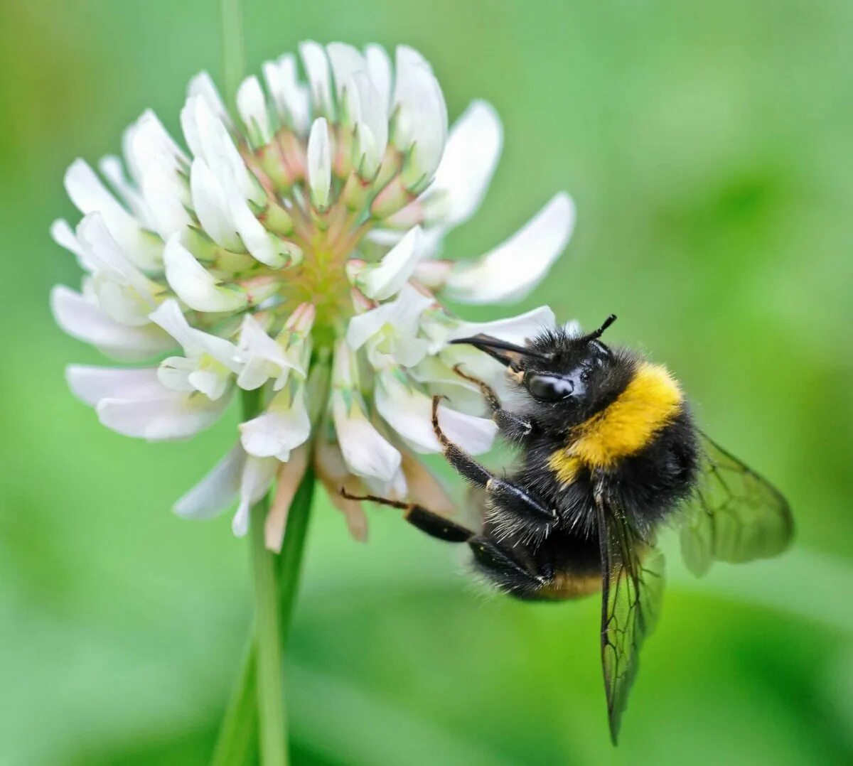 Шмель отшельник. Шмель опыляет Клевер. Шмель Шренка – Bombus schrencki. Шмель Луговой.