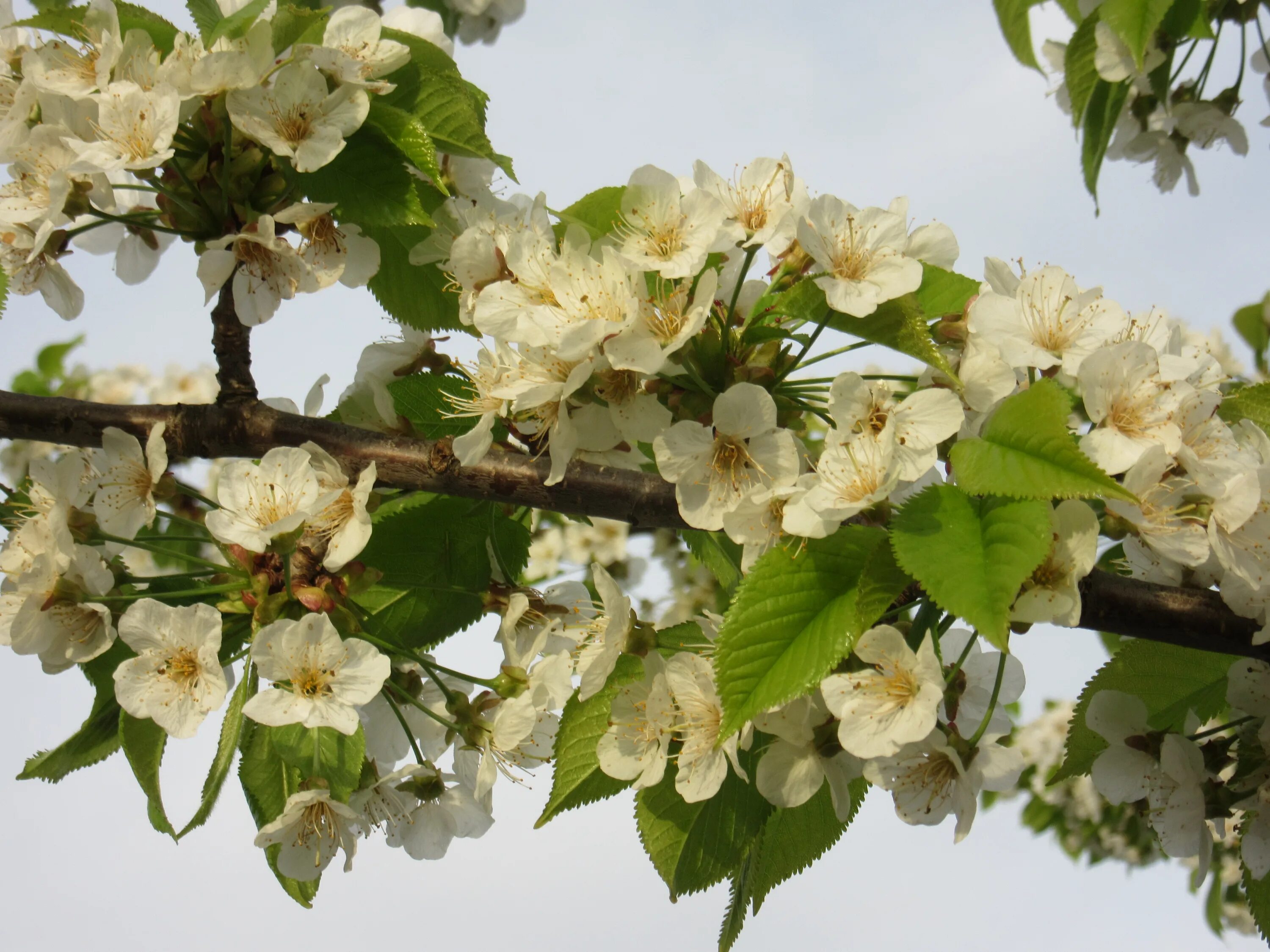 White blossoms. Деревья цветущие белыми цветами. Дерево цветущее белыми цветами. Деревья цветущие белыми цветами в мае. Дерево с цветущими белыми цветами.