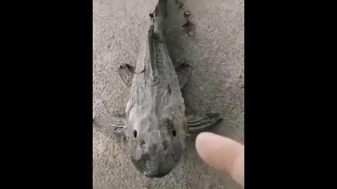Рыбы впадают в
