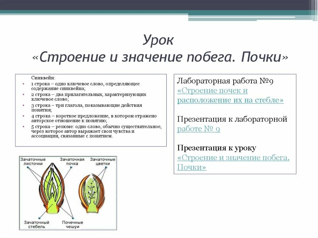 Лабораторная работа по биологии определение местоположения почек