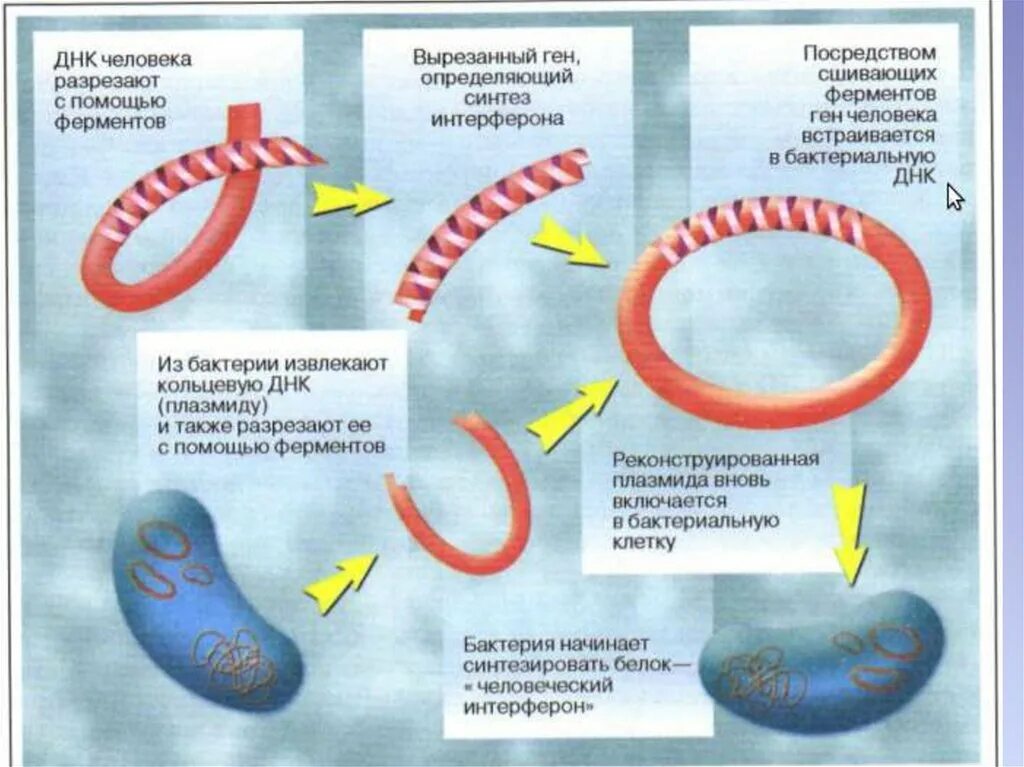 Геном человека определить. Схема синтеза инсулина генная инженерия. Получение интерферона методом генной инженерии. Схема получения инсулина методами генной инженерии. Интерферон генная инженерия.