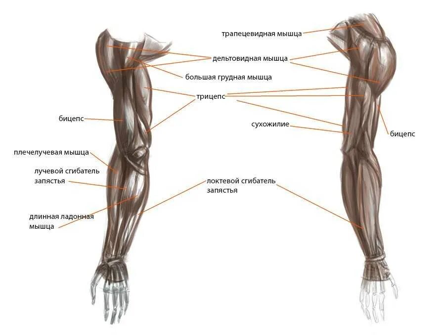 Части руки человека. Мышцы руки анатомия человека. Как называются мышцы на руках. Анатомия руки человека мышцы и связки. Анатомия человека рука от плеча до кисти мышцы.
