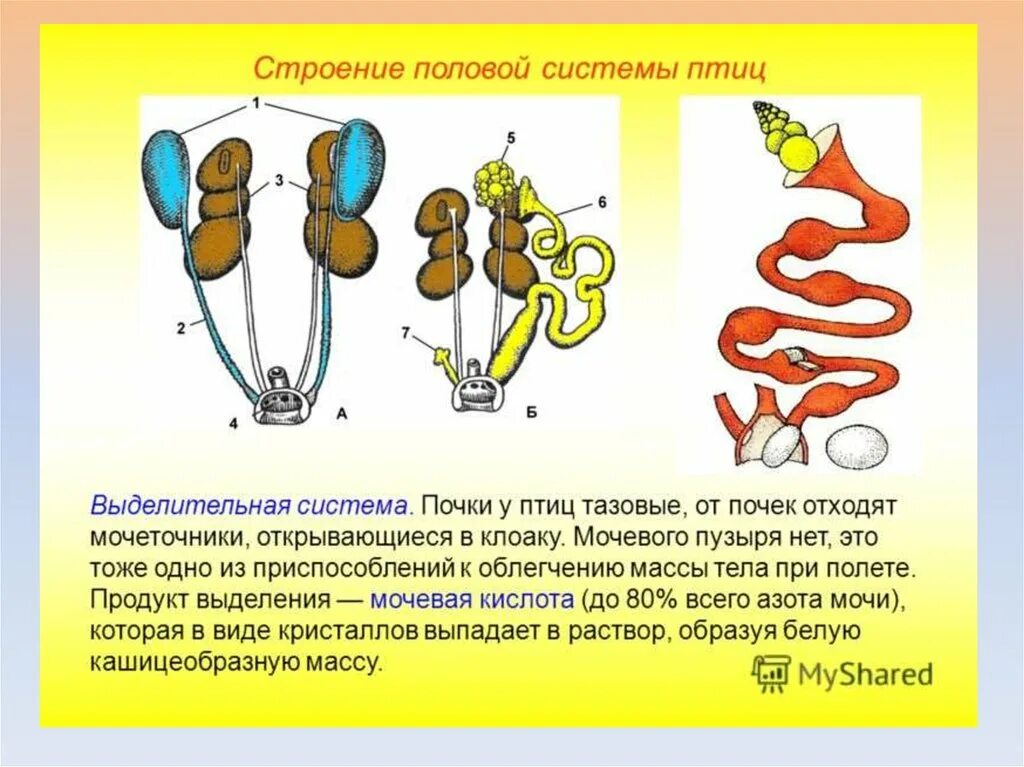 Мочеполовая система птиц схема. Половая система птиц схема. Выделительная система самок птиц. Строение выделительной системы птиц. Особенности строения органов размножения птицы