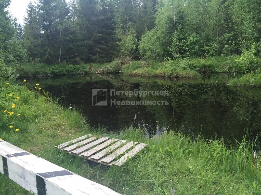Снт ручеек тосненский. Снт ручеек тосненский район рынделево. снт ручеек тосненский район рынделево лес. пруд возле садового товарищества. ручеёк деревня тосненский район.